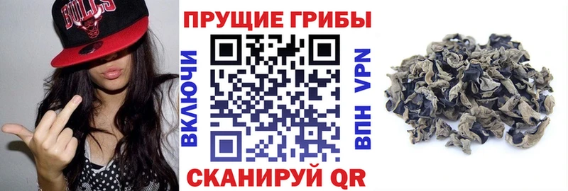 даркнет наркотические препараты  цена наркотик  Кохма  Псилоцибиновые грибы Magic Shrooms 